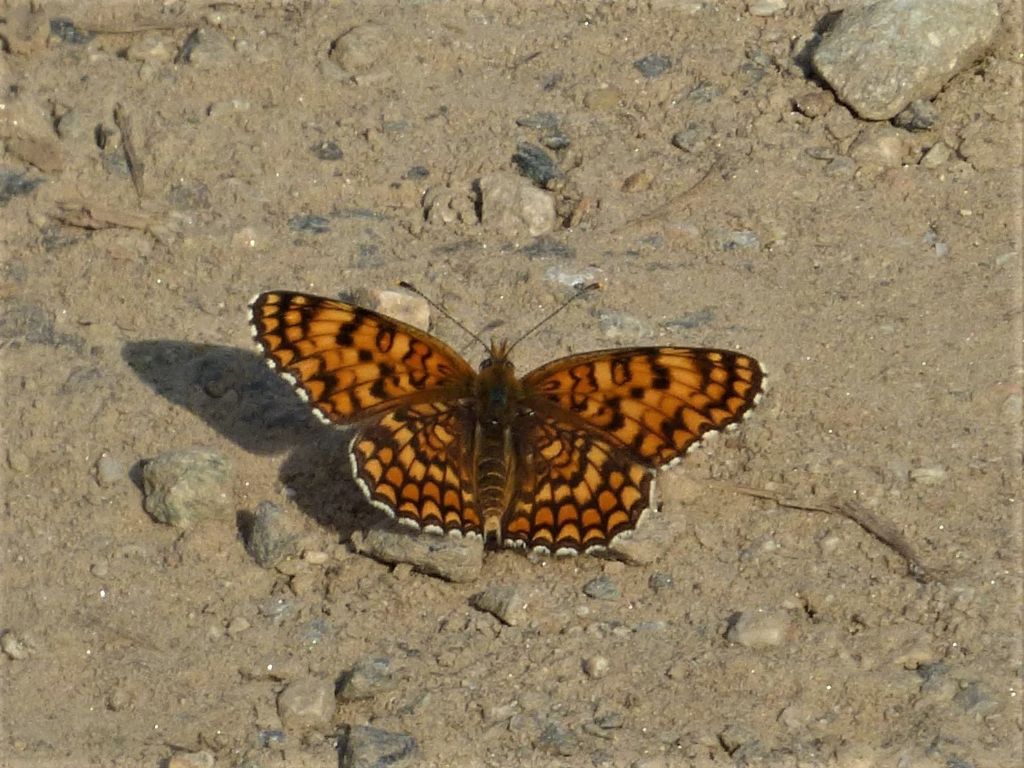 Melitaea phoebe